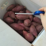 지은농원 베니지민 고구마 하/긴중하 3kg 5kg 10kg : 가락시장 찐여사