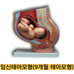 -임신태아모형 42006/9개월 태아모형 태아 분리 : 종로씨엔피