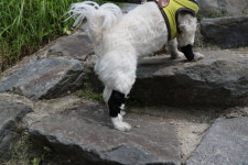 소형&중형견 강아지 뒷발목 관절 발목 보호대 : 펫츠오앤피