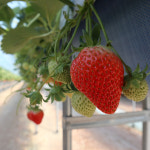 딸기 설향 금실 산청 산지직송 생딸기 : 초이스농장