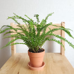 고사리과식물 더피고사리 듀피 실내 그늘 반음지 반양지 화장실 식물 더피 고사리 화초 화분 : 와따 가게