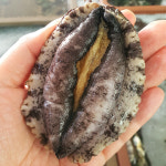 [바다농장] 완도전복 대 14-15미 1kg : 바다농장 완도전복