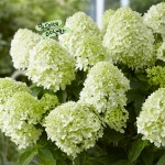 수국 [1포트] 리틀스푸키 (복남이네 야생화 모종 hydrangea) 왜성 목수국 : 복남이네야생화
