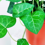 하트아이비 공기정화식물 수경재배 넝쿨 식물 키우기 : 테라썸