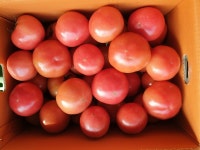 생산자 직접 발송 안강 찰토마토 3kg 5kg 10kg : 안강 이슬빛농원