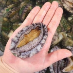 완도 전복 1kg 22-25마리 산소포장 : New새벽소리