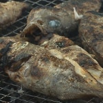 통영 자연산 볼락 1kg 어부 직배송 매운탕 쏨벵이 뽈락 볼락구이등 : 건강수산