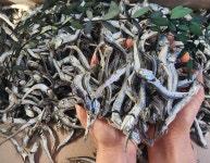 남해통영 국물멸치 육수용멸치 다시멸치1.5kg 가정용고급 대멸 : 어부의설레임