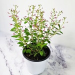 신종 쿠페아 구피아 히스피폴리아 신품종 실내 공기정화 반려 식물 : 모종파는곳