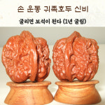 귀족호도박물관 직영판매점, 귀족호두나무 묘목,  호두나무 (10월부터 판매합니다) : 귀족호도박물관