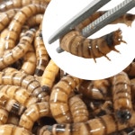 살아있는 밀웜or 슈퍼밀웜 도매 1kg 약 7000마리 : 밀웜나라 곤충농장