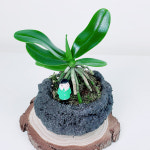 대엽 풍란 화산석 돌화분 동양란 난초 난종류 : 테라썸