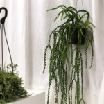 석송 리코포디움 SP 관리가 쉬운 공기정화식물 행잉플랜트 더피움 : 더피움