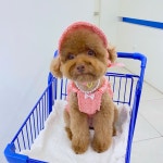 앙주 개넬 트위드 크롭 원피스 S/강아지 원피스 : 앙주 ange