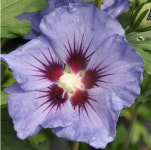 꽃담은나무 무궁화나무 히비스커스 나무 묘목 식물키우기 조경수 꽃나무 정원꾸미기 홈가드닝 : 꽃담은나무