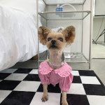핸드메이드 강아지 고양이 목걸이 비즈 플라워 봄 목걸이 : 디어아지 dearazi