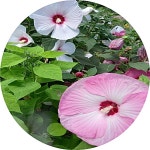 부용/부용꽃/5치화분/야생화/꽃화분/화단/노지월동 : 행복한정원