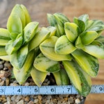 [신동금] 230225 에이플랜트 랜덤 오묘한식물 아프리카식물 식물인테리어 다육이 토분 홈가드닝 구근식물 희귀식물 선인장 소형식물 : 에이플랜트