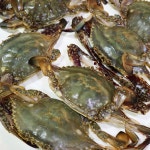 안면도 선주 직접 서해안 꽃게 밥도둑 토담정 수게 간장게장 택배 1kg(6마리) : 토담정