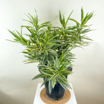 동일품발송 송오브인디아 중대품 : 내뜰에