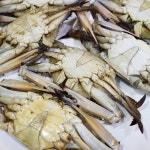안면도 선주 직접 서해안 꽃게 밥도둑 토담정 수게 간장게장 택배 1kg(6마리) : 토담정