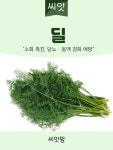 딜 씨앗 400립 허브 종자 : 씨앗팜