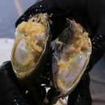 안면도 선주 직접 서해안 꽃게 밥도둑 토담정 수게 간장게장 택배 1kg(6마리) : 토담정