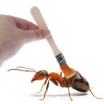 개미집 키우기 개미 청소 스위퍼 먼지 용품 둥지 청소기 그릇 용품곤충 곤충 제거제 : 타다직구