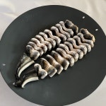 친환경 국내산 자포니카 민물장어 1kg(손질후 600g) : 성원양만 민물장어