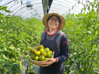 석이네 프리미엄 부산 짭짤이 토마토 2.5kg 로얄과 S, 2S, M : 우덕농장