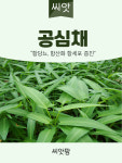 공심채씨앗 10g 공심채씨 모닝글로리 동남아 아열대 채소 이색 종자 : 씨앗팜