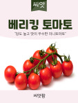 베리킹 방울 토마토씨앗 50립 방울토마토 씨 종자 : 씨앗팜