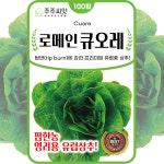유럽상추 씨앗 로메인 씨앗 큐오레 100립 쌈채소 종자 봄 가을 겨울 파종 작물 수경재배 : 주주씨앗