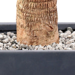 행복나무 160cm 화분 받침대포함 : 홈앤쿡