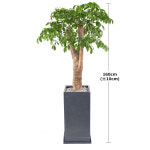 행복나무 160cm 화분 받침대포함 : 홈앤쿡