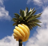 태국 미니 파인애플 푸레 500g : 맛있는store