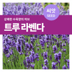 트루 라벤다 씨앗 150립 마이플랜트 : 마이플랜트