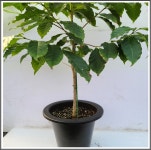 커피나무/커피나무파는곳/커피나무키우기/커피나무모종/커피나무냉해/커피나무열매/커피나무분갈이/커피부작용/당뇨커피 : 약용100세몰