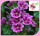 당아욱 씨앗(10립) -아욱 고급 종자씨앗 할인 꽃씨앗 채소씨앗 구근식물 야생화 약초 포천매화동농장 씨앗모음 : 포천매화동농장