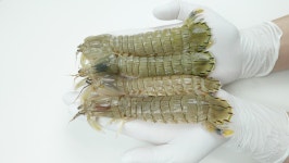 자연산 갯가재 1kg 쏙 생물갯가재 털치 딱새 : 태민수산