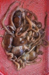 통영 중낙지, 산낙지, 중간 크기 낙지, 힘불끈 몸보신 낙지, 활낙지, 낙지볶음,. : 통영 해물세상
