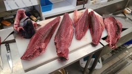 홈마카세 냉장 생물 참치 회 150kg국내산 참다랑어 부위별 모둠참치회 300g 500g : 민어청년