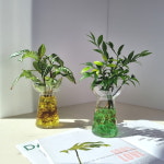 피움뜰 수경식물 수경재배 아이비 몬스테라 테이블야자 유리병 자갈  - 체험학습 교육용 학습용 플랜테리어 : 피움뜰