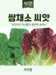 잎채소 모음 : 씨앗팜