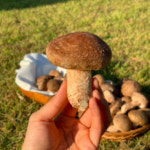 솔송고버섯 국내산 송이맛 표고버섯 친환경 무농약 대관령 (1kg) 소 중 대 : 썬썬몰