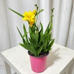 청년농부 노란꽃 후리지아 프리지아 향기좋은 화분 꽃 생화 선물 : 청년농부의꽃