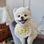 강아지 데이지 레이스 턱받이 체크 강아지 고양이 케이프 : 입어줄개