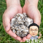 약초박사 국내산 목화씨 목화씨앗 면화자 면실자 목화차 : 약초 박사