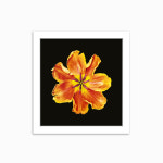 보태니컬 보테니컬 아트 꽃 사진 그림 봄 풍경 현관 액자 : 프레임 팩토리