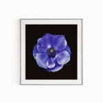 아네모네 보태니컬 보테니컬 아트 주방 현관 액자 꽃 그림 사진 : 프레임 팩토리